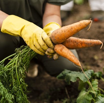 close-up-mujer-cosechando-zanahorias_23-2148256630