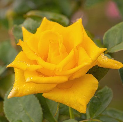 hermosas-rosas-despues-lluvia_28981-1016