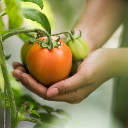 mano-femenina-que-sostiene-tomate-granja-organica_1150-6775