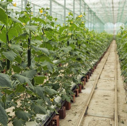 plantas-pepino-que-crecen-invernadero-camino-estrecho-caminar_114579-2733