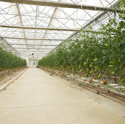 plantas-tomate-dentro-invernadero_114579-2743
