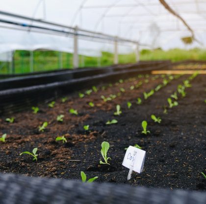 selectivo-plantula-verde-primer-plano-pequenos-retonos-jardin-vegetal-organico_28914-819