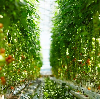 tomates-maduros_1098-13004